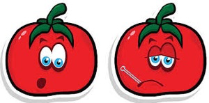 GMO Tomato