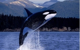 Orca Whale